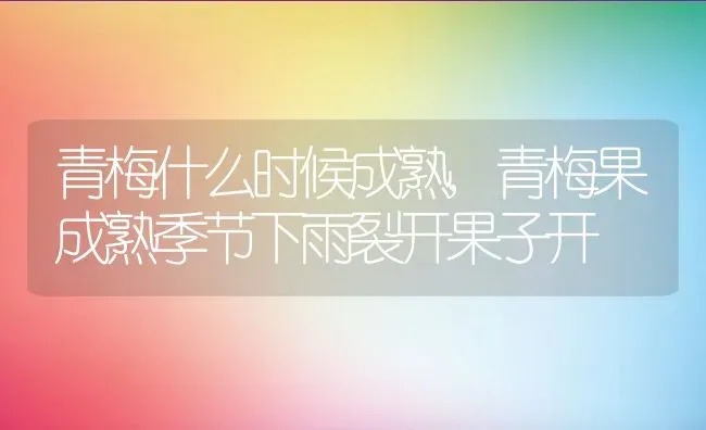 枇杷什么季节成熟在几月份成熟上市,枇杷树什么时候成熟？ | 养殖常见问题