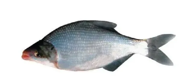 鲂鱼和鳊鱼的区别 | 科普知识