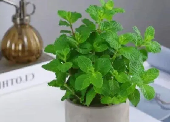 植物常识问题|吸油烟最强的植物排名 什么花放在厨房吸油烟最好
