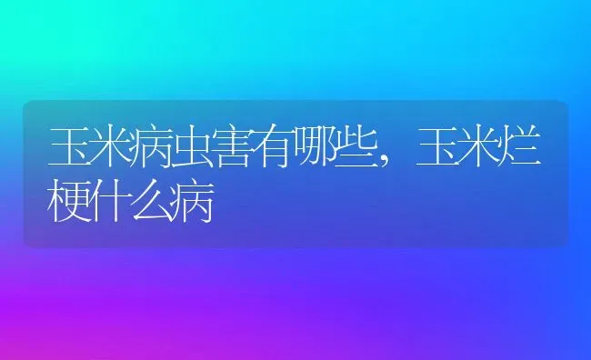 玉米病虫害有哪些,玉米烂梗什么病 | 养殖常见问题