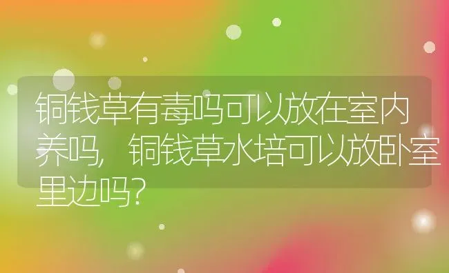 铜钱草有毒吗可以放在室内养吗,铜钱草水培可以放卧室里边吗？ | 养殖常见问题