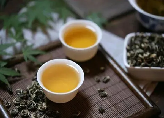 植物常识问题|茶叶的功效与作用