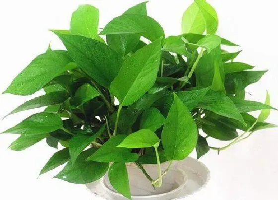 植物常识问题|吸油烟最强的植物排名 什么花放在厨房吸油烟最好
