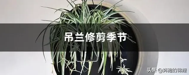 吊兰的修剪方法,吊兰什么时候修剪？