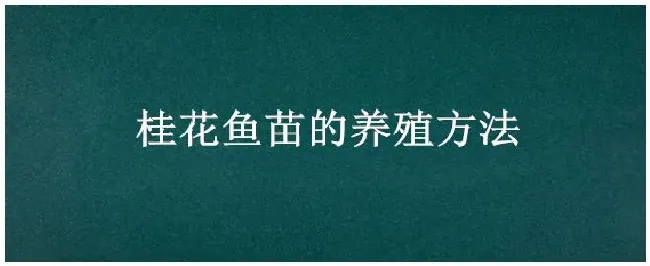 桂花鱼苗的养殖方法 | 农业问题