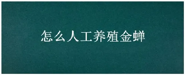 怎么人工养殖金蝉 | 农业问题