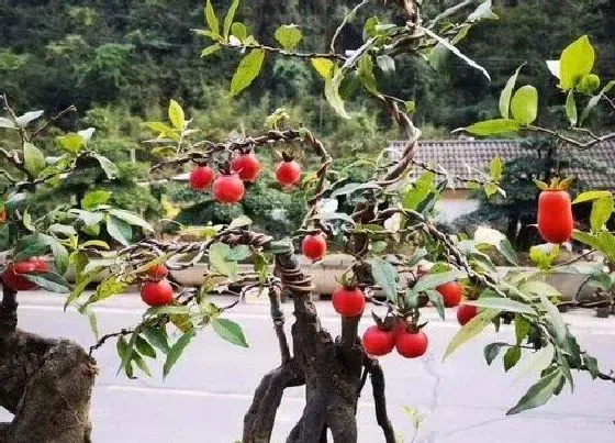 植物常识问题|金弹子叶片黑斑点原因 金弹子叶子发黑是什么原因