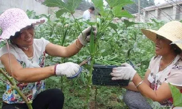 植物常识问题|种植秋葵的田间管理方法（秋葵的种植方法和注意事项）