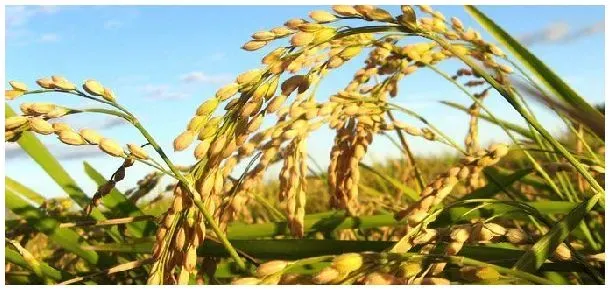 水稻晒田时间 | 农业常识