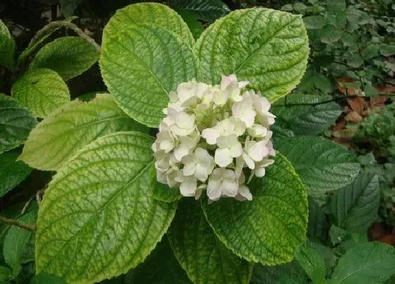 植物常识问题|绣球花叶片发黄是什么原因引起的