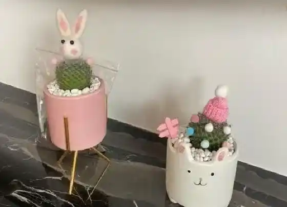 植物常识问题|多肉上盆后长时间不生长怎么办