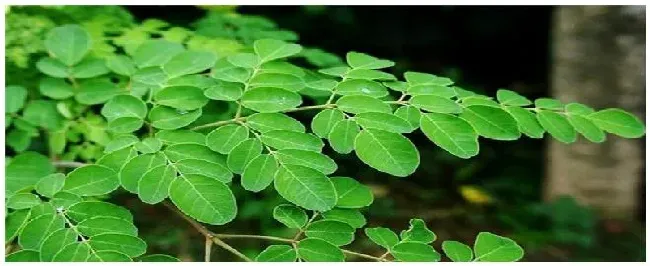 辣木的种植 | 三农答疑