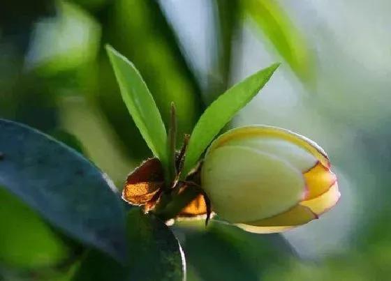 植物常识问题|含笑花养怎么养叶片绿开花满盆