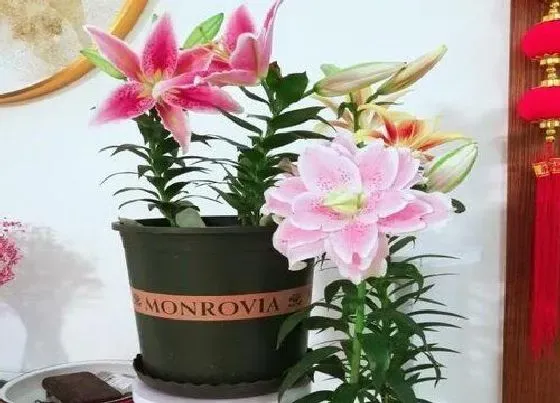 植物常识问题|百合花盆栽的养殖方法