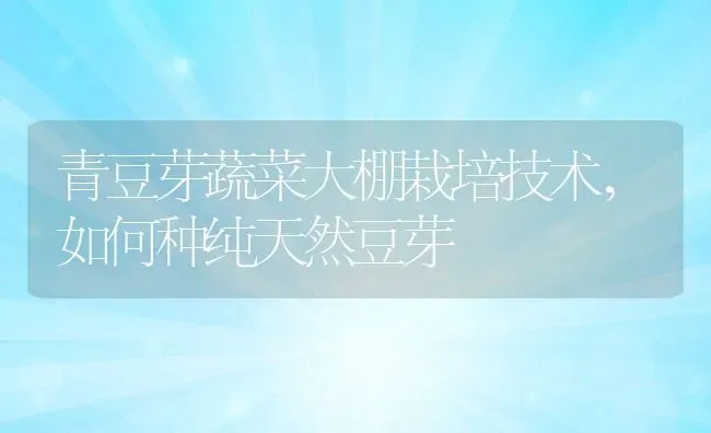 青豆芽蔬菜大棚栽培技术,如何种纯天然豆芽 | 养殖常见问题