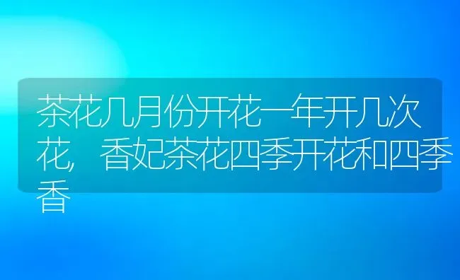 茶花几月份开花一年开几次花,香妃茶花四季开花和四季香 | 养殖常见问题