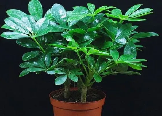 植物常识问题|吸油烟最强的植物排名 什么花放在厨房吸油烟最好