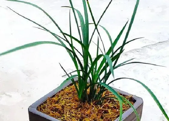 植物常识问题|兰花换盆新植料需要如何处理