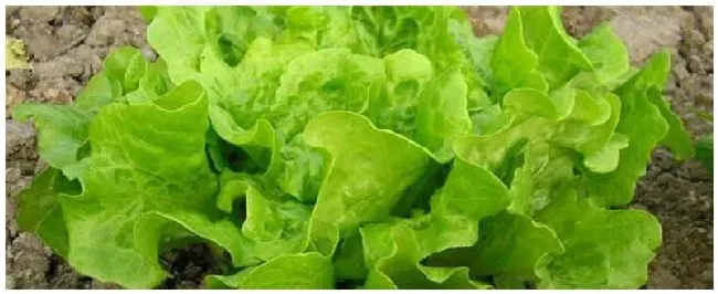 生菜种植及注意事项 | 三农答疑