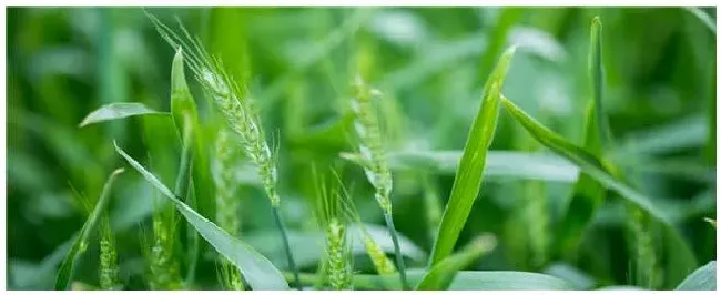 淮麦44小麦品种介绍 | 科普知识