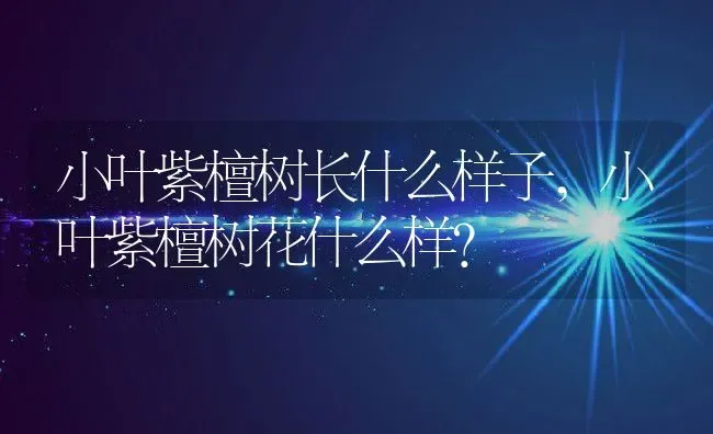 小叶紫檀树长什么样子,小叶紫檀树花什么样？ | 养殖常见问题