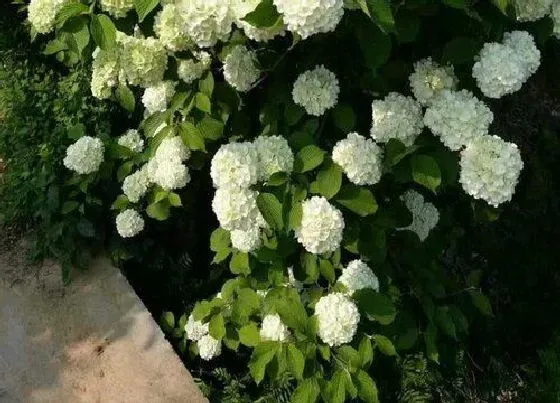 植物常识问题|绣球花叶片发黄是什么原因引起的