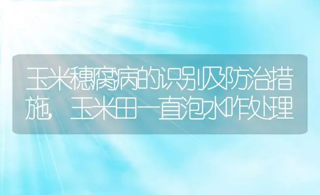 玉米穗腐病的识别及防治措施,玉米田一直泡水咋处理 | 养殖常见问题