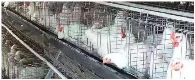 蛋鸡鼻炎的症状及治疗 | 三农答疑
