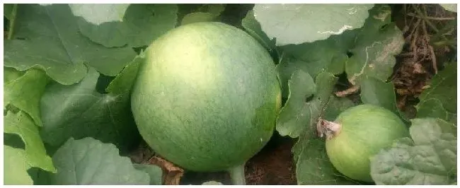 种20亩瓜蒌要投资多少附种植时间和方法 | 生活常识