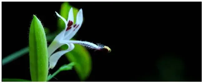 穿心莲种植注意事项 | 三农答疑