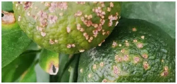 疮痂病的特效药 | 三农问答