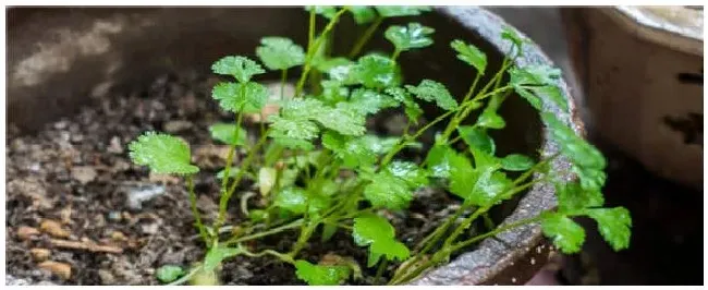 四季香菜种植方法和时间 | 三农问答