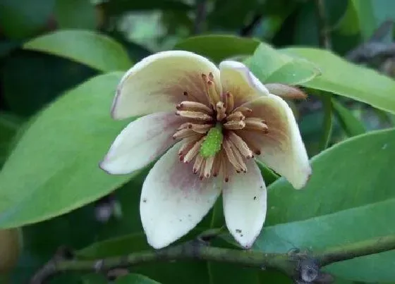 植物常识问题|含笑花养怎么养叶片绿开花满盆