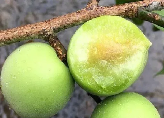 植物常识问题|十大最酸的水果排名 酸性最酸水果是什么水果