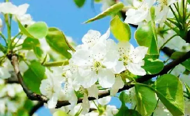 植物常识问题|苹果树只开花不结果怎么回事（苹果树开花不坐果的原因）