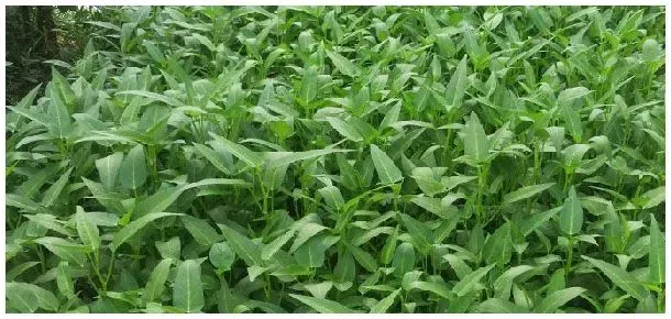 空心菜农药残留多吗 | 农业答疑