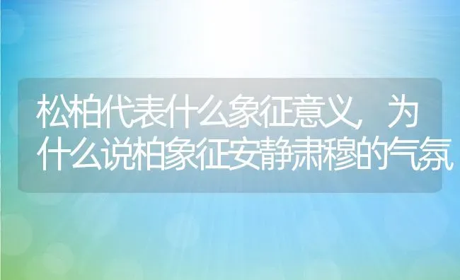 松柏代表什么象征意义,为什么说柏象征安静肃穆的气氛 | 养殖常见问题