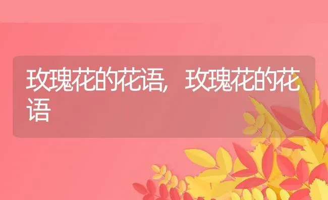 玫瑰花的花语,玫瑰花的花语 | 养殖常见问题