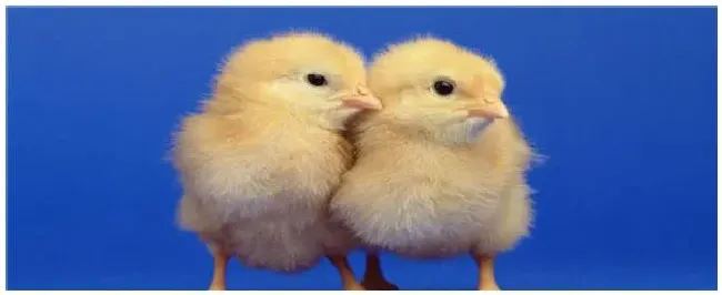 饲料鸡的危害 | 科普知识