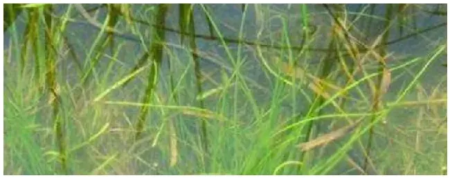 水韭是什么植物 | 生活常识