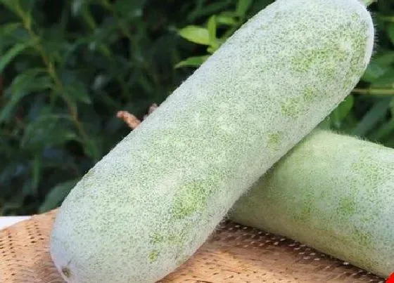 植物常识问题|夏季蔬菜有哪些 夏季时令蔬菜品种大全（图）