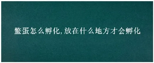 鳖蛋怎么孵化,放在什么地方才会孵化 | 农业问题