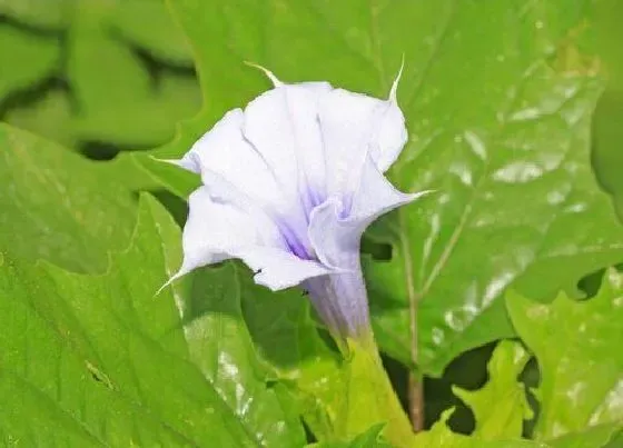 植物常识问题|木本曼陀罗花有毒吗