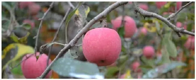 苹果的种植过程介绍 | 农业问题