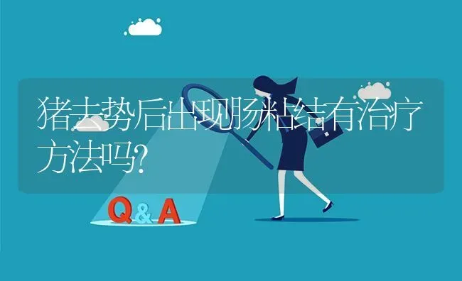 猪去势后出现肠粘结有治疗方法吗? | 养殖问题解答