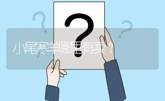 小尾寒羊哪里有卖? | 养殖问题解答