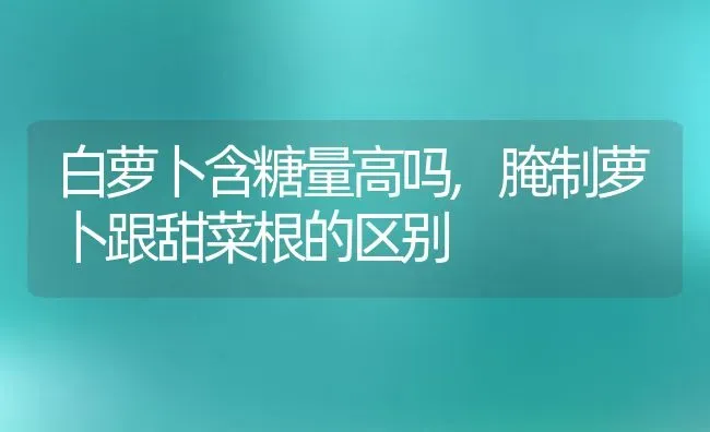白萝卜含糖量高吗,腌制萝卜跟甜菜根的区别 | 养殖常见问题