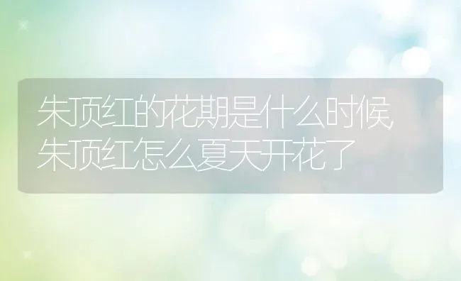 朱顶红的花期是什么时候,朱顶红怎么夏天开花了 | 养殖常见问题