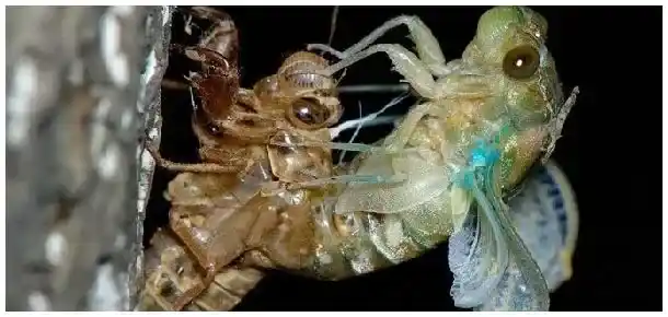 金蝉卵当年可以孵化吗 | 农业答疑