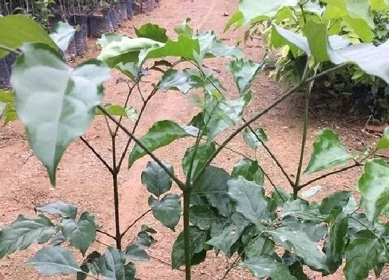 植物常识问题|丛生幸福树和独杆幸福树的区别